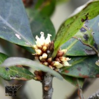 Isonandra montana (Thwaites) Gamble